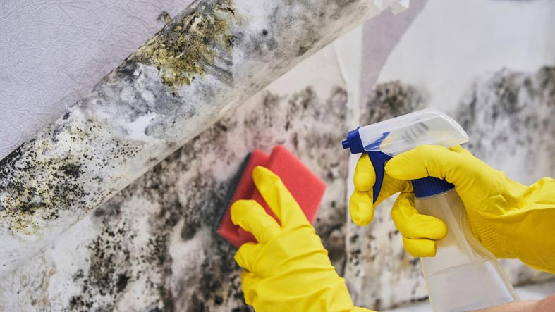 Is Mold Bad for Your Health?: Why It’s Dangerous & Tips on Prevention