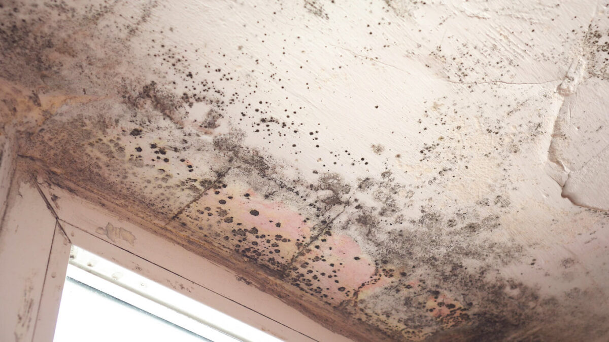 Top 10 Mold Hotspots in Your Home: Unveiling the Hidden Spaces Where Mold Thrives and How to Remediate Them